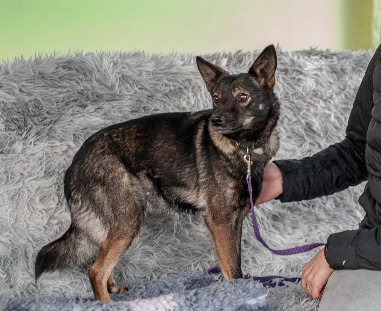 Chiens à adopter